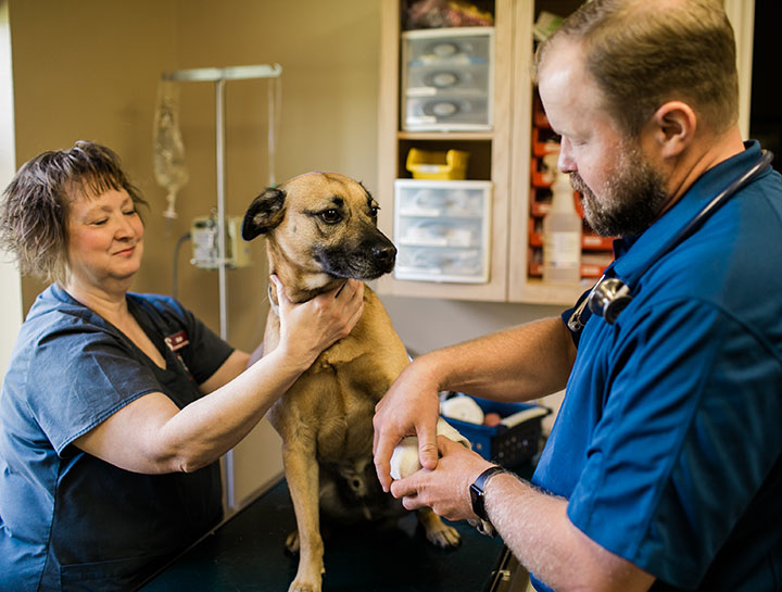 College Station Emergency Vet Pet Emergency